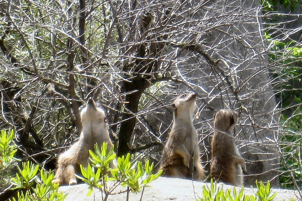 Dart Frog Dash 08 0656.jpg - The little guys are ever viligant watching constantly for threats to their friends and family.